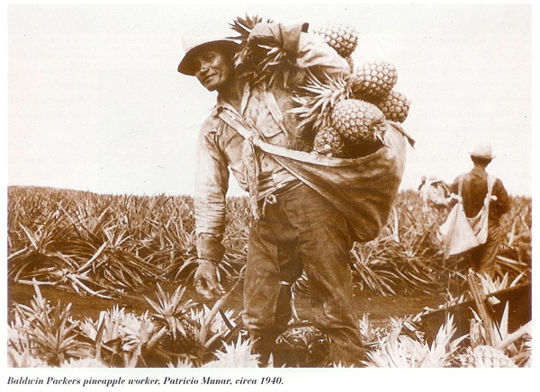 Baldwin Packers pineapple worker, Patricio Munar, circa 1940.