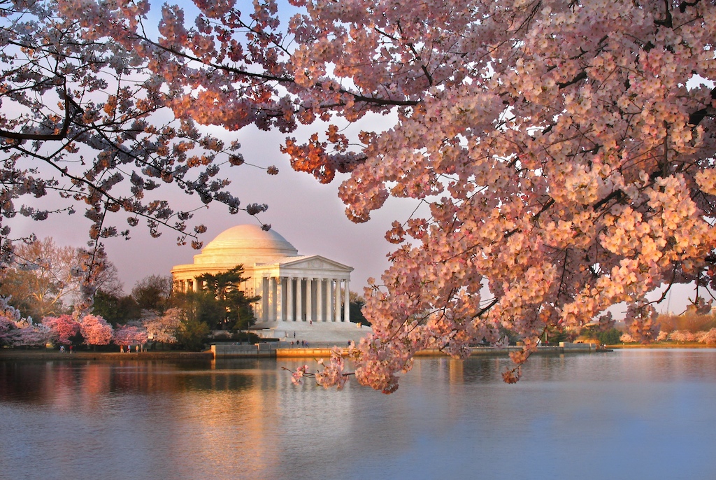 Cherry blossoms and the Jefferson Memorial photo by Michael Foley (Flickr).